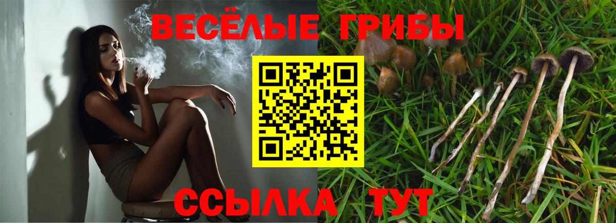Рузаевка  Псилоцибиновые грибы Psilocybine cubensis  Вход с VPN 